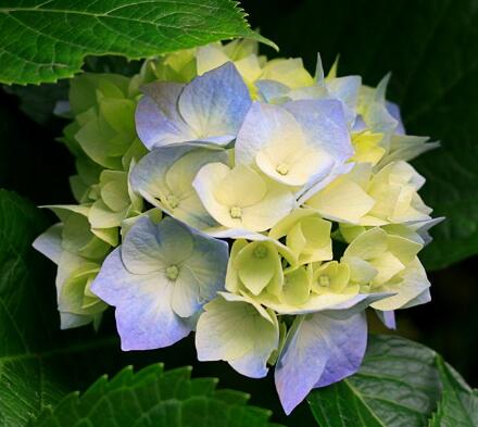 八仙花的繁殖方法？八仙花的花語？【圖】