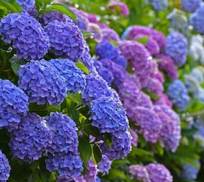 八仙花的繁殖方法？八仙花的花語？【圖】