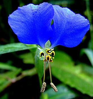 蝴蝶花的形態(tài)特征？蝴蝶花的繁殖培育？【圖】