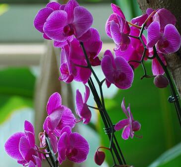 蝴蝶花的形態(tài)特征？蝴蝶花的繁殖培育？【圖】