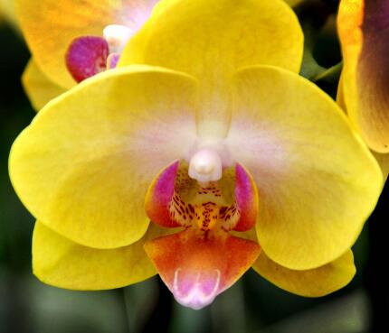 蝴蝶花的形態(tài)特征？蝴蝶花的繁殖培育？【圖】