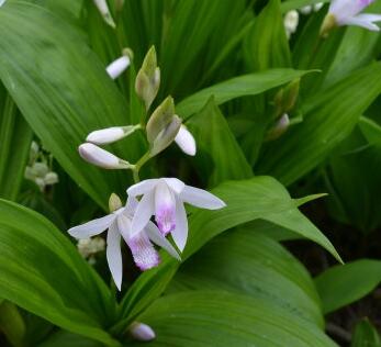 白芨的形態(tài)特征？白芨的栽培技術(shù)？【圖】