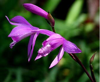 白芨的形態(tài)特征？白芨的栽培技術(shù)？【圖】