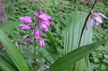 白芨的形態(tài)特征？白芨的栽培技術(shù)？【圖】