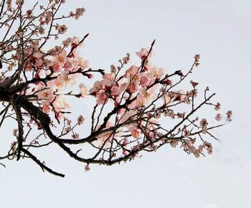 杏花的園林觀賞？杏花的栽培要點(diǎn)？【圖】
