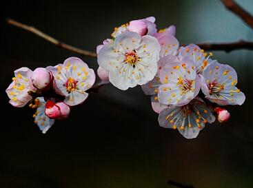 杏花的園林觀賞？杏花的栽培要點(diǎn)？【圖】