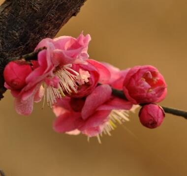 杏花的園林觀賞？杏花的栽培要點(diǎn)？【圖】