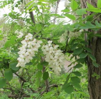 國槐和洋槐的區(qū)別？杏花的栽培要點？【圖】