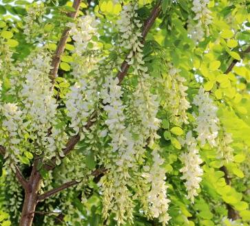 國槐和洋槐的區(qū)別？杏花的栽培要點？【圖】