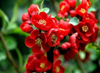 貼梗海棠的種植方法？貼梗海棠的觀賞價(jià)值？【圖】