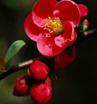 貼梗海棠的種植方法？貼梗海棠的觀賞價(jià)值？【圖】