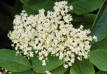 接骨木的功效與作用？接骨木的繁殖方法？【圖】