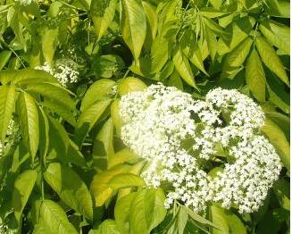 接骨木的功效與作用？接骨木的繁殖方法？【圖】