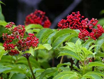 接骨木的功效與作用？接骨木的繁殖方法？【圖】