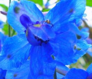 飛燕草和大花飛燕草的區(qū)別？小編給您說道說道！【圖】