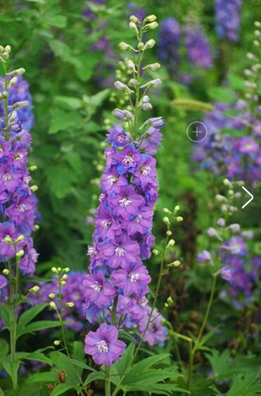 飛燕草和大花飛燕草的區(qū)別？小編給您說道說道！【圖】