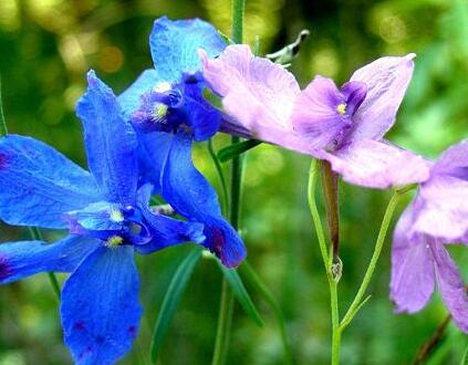 飛燕草和大花飛燕草的區(qū)別？小編給您說道說道！【圖】