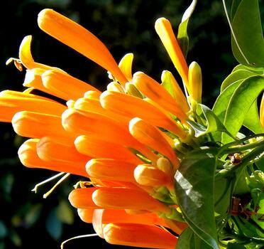 炮仗花有毒嗎？炮仗花致癌？不可道聽途說！【圖】