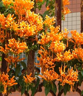 炮仗花有毒嗎？炮仗花致癌？不可道聽途說！【圖】