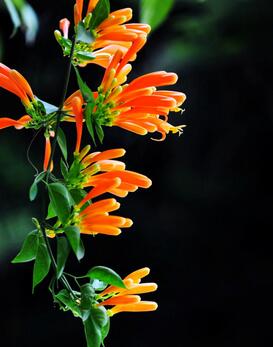 炮仗花有毒嗎？炮仗花致癌？不可道聽途說！【圖】