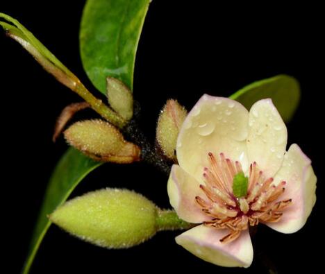 含笑花為什么偷不得？含笑花的花期？【圖】