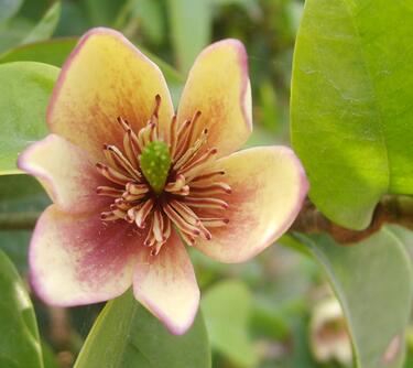 含笑花為什么偷不得？含笑花的花期？【圖】