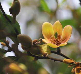 含笑花為什么偷不得？含笑花的花期？【圖】