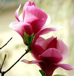 紫玉蘭的栽培要點？紫玉蘭的藥用價值？【圖】