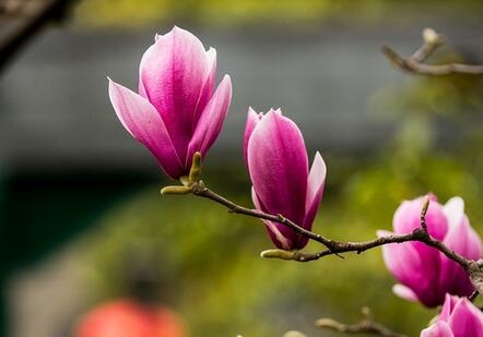 紫玉蘭的栽培要點？紫玉蘭的藥用價值？【圖】