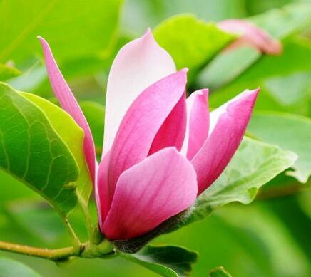 紫玉蘭的栽培要點？紫玉蘭的藥用價值？【圖】