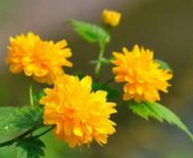 如何種植棣棠？來聽專家為您一一解說！【圖】