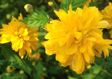 如何種植棣棠？來聽專家為您一一解說！【圖】