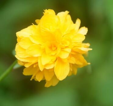 如何種植棣棠？來聽專家為您一一解說！【圖】