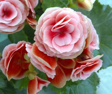 麗格海棠葉子邊緣干枯怎么辦？小編出招！【圖】