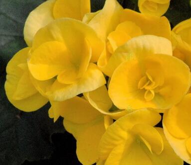 麗格海棠葉子邊緣干枯怎么辦？小編出招！【圖】