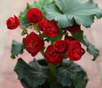 麗格海棠葉子邊緣干枯怎么辦？小編出招！【圖】