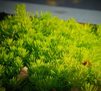 治理霧霾新主張！樓頂種植佛甲草！【圖】