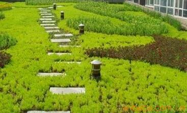 治理霧霾新主張！樓頂種植佛甲草！【圖】