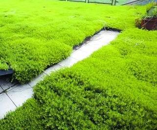 治理霧霾新主張！樓頂種植佛甲草！【圖】