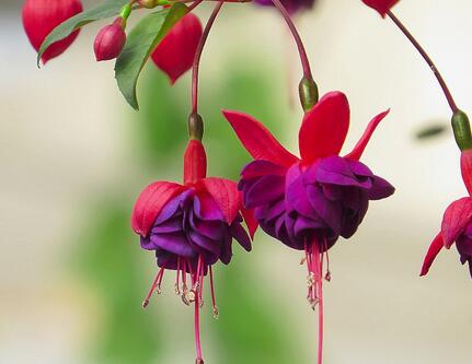 倒掛金鐘的養(yǎng)殖方法？倒掛金鐘花圖片？【圖】