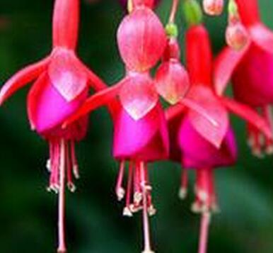 倒掛金鐘的養(yǎng)殖方法？倒掛金鐘花圖片？【圖】