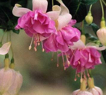 倒掛金鐘的養(yǎng)殖方法？倒掛金鐘花圖片？【圖】