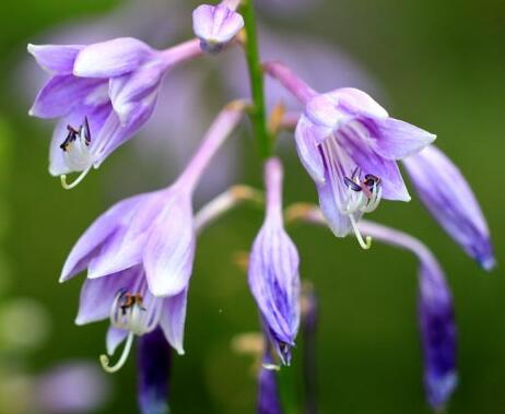 玉簪花哪個品種好？業(yè)內人士告訴你【圖】