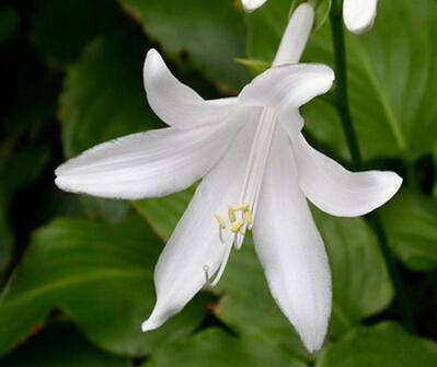 玉簪花哪個品種好？業(yè)內人士告訴你【圖】