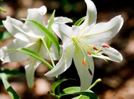 玉簪花哪個品種好？業(yè)內人士告訴你【圖】