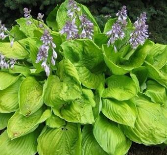 玉簪花哪個品種好？業(yè)內人士告訴你【圖】