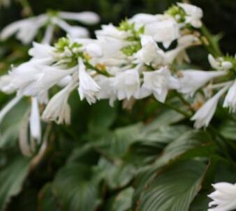 玉簪花哪個品種好？業(yè)內人士告訴你【圖】