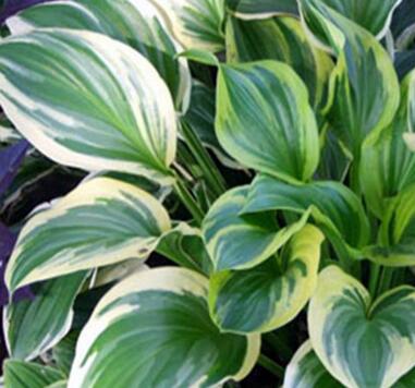 玉簪花哪個品種好？業(yè)內人士告訴你【圖】