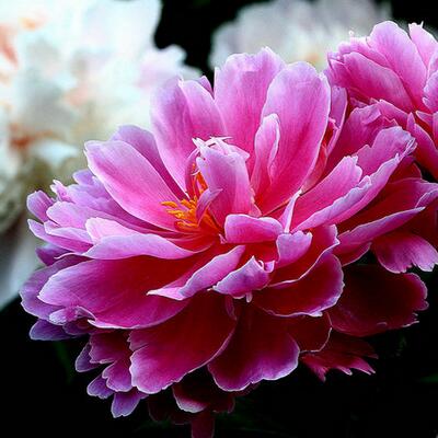 芍藥的功效與作用？芍藥花圖片【圖】