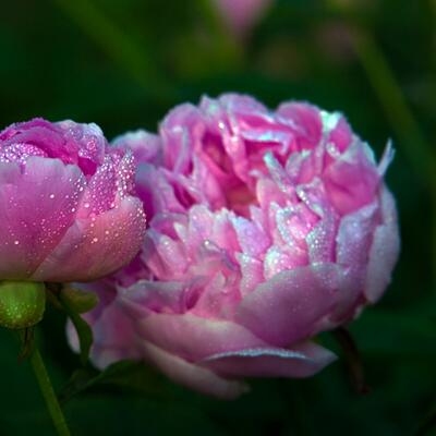 芍藥的功效與作用？芍藥花圖片【圖】